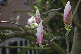 magnollien,開花,粉紅色