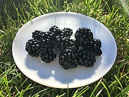 黑莓,板,草
