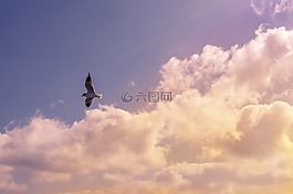 鳥,動物,飛行