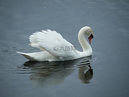 天鵝,鳥,白