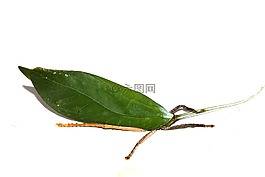 葉甲,昆蟲,綠色甲蟲