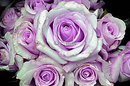 玫瑰,花,紫色