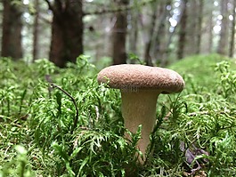 森林,秋季,蘑菇