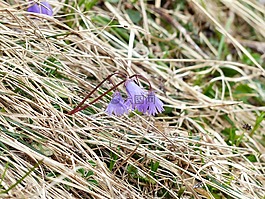 高山 soldanella,開花,花