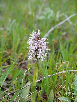milkfed knabenkraut,花,开花