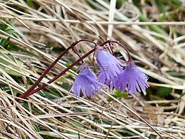 高山 soldanella,開花,花