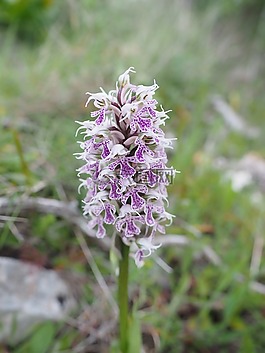 milkfed knabenkraut,花,开花