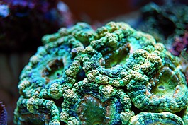 珊瑚,礁,海