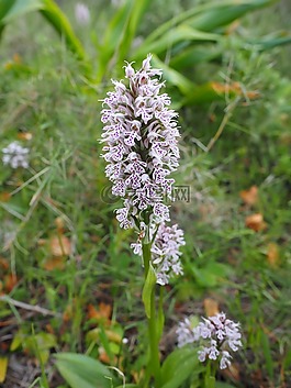 milkfed knabenkraut,花,开花