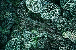 綠色,植物,自然