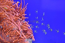 鱼,蓝色,水下