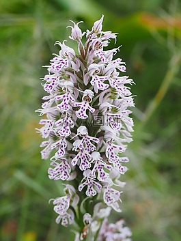 milkfed knabenkraut,花,開花