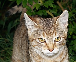 貓,年輕的動物,katzenkopf