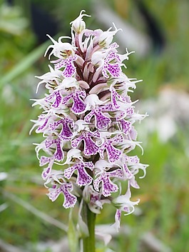 milkfed knabenkraut,花,开花
