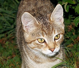 貓,年輕的動物,katzenkopf