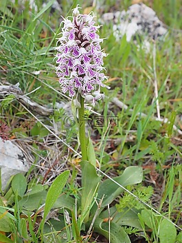 milkfed knabenkraut,花,开花