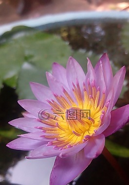 花,自然,植物區(qū)系