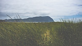 草,原野,戶外