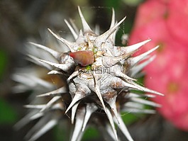 刺,植物,桿