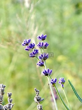 熏衣草,花,紫