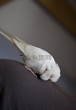 鸚鵡,寵物,動物