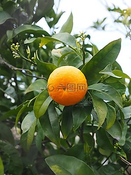 橙,水果,橙色