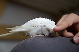手輕撫,鸚鵡,寵物