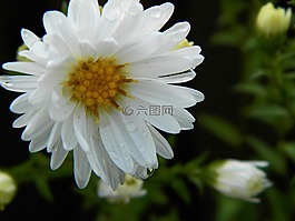 花,花園,大自然