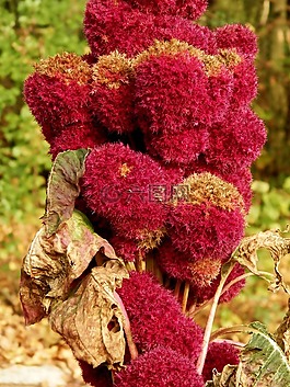 花,花園,大自然