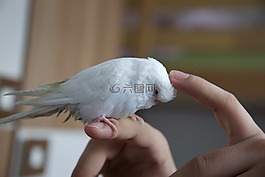 手輕撫,鸚鵡,寵物