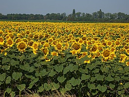 太陽花,字段,黃色