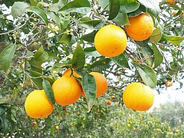 橙,水果,橙色
