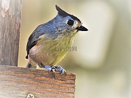 鳥,可愛,關(guān)閉了