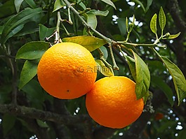 橙,水果,橙色