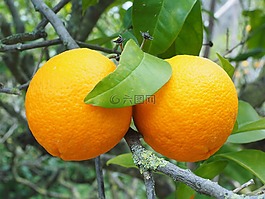 橙,水果,橙色