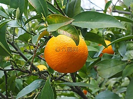 橙,水果,橙色