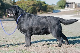 狗,拉布拉多犬,黑實驗室
