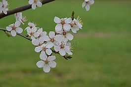 開花,白,綠色