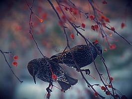 自然,鳥,野生動物