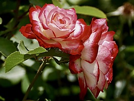 玫瑰,開花,花