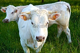 牛,動(dòng)物,農(nóng)業(yè)