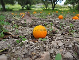橙,水果,成熟