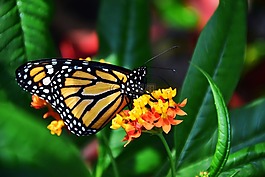 君主,danaus plexipplus,蝴蝶