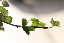 枝杈,植物,綠色