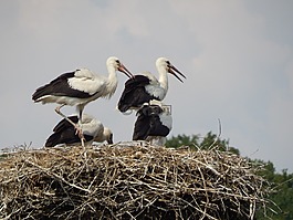鸛,鳥,青年
