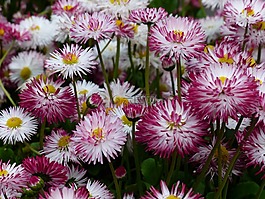 雛菊,花,開花