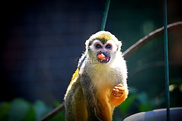猴子,食品,動(dòng)物園