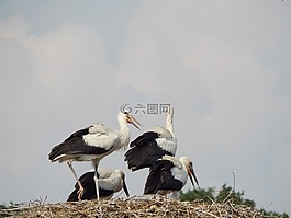 鸛,鳥,青年