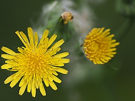 花,夏季,黃色
