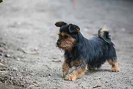 狗,動物,寵物